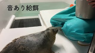 【海遊館】ワモンアザラシのアラレ仔と給餌と音