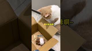 【黄桃不是猫】震惊！！家里竟然溜进来一只鼠…