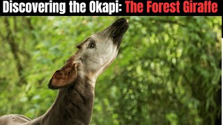 Discovering the Okapi - The Forest Giraffe