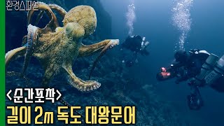 [순간포착] 길이 2m 넘는 독도 대왕문어 [UHD환경스페셜2-4편 신년기획-독도, 미지의 여정] / KBS 20230107 방송