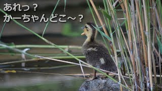 [GH5 4K60P]一人っ子ちびガモ迷子になる かーちゃんどこ～？