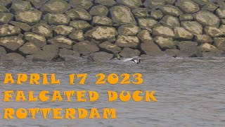 Falcated Duck in Rotterdam