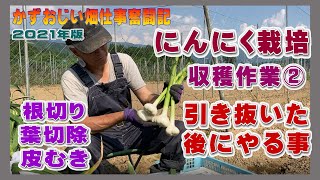 にんにく栽培【収穫作業②】引き抜いた後の処理（根切り・切除・皮むき）2021年版　農作業に挑戦中！私の野菜栽培記録