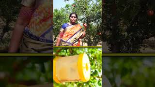 దానిమ్మ పంట.. అమావాస్య, పౌర్ణమికి ఇలా చేస్తాం | #Shorts