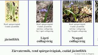 Zárvatermők, rend spárgavirágúak, család jácintfélék csillagvirág angiosperms hófény Ligeti őszi