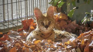 【東山動植物園公式】初めての落ち葉プール《 サーバル 》