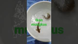 IKAN MUNGKUS