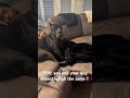 how my 100 lb cane corso relaxes with me 🫶🏽 fy fyp subscribe explorepage dog canecorso