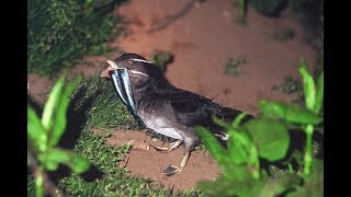 西蝦夷ここ路旅「鳥獣旅」