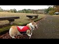 紅葉してる公園で散歩するコーギー花さん（hana san♀）