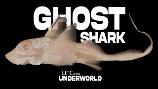 LIFE IN THE UNDERWORLD: GHOST SHARK