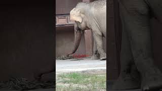 ワルダーさんがお外に出て草食べたよ#shorts #ワルダー#ゾウ #東山動植物園 #elephant #zoo