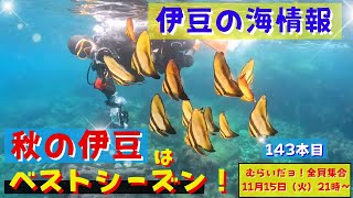 143本目 秋のベストシーズンの伊豆の海中はいろんな生き物たちで賑やかです！今見られてる可愛い生き物の動画をたっぷり今日も紹介しまーす！むらいだョ！全員集合