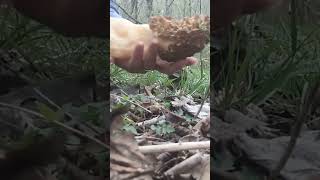 Giant Morel Mushroom