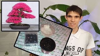 How to plant Bonsai Sakura from seed