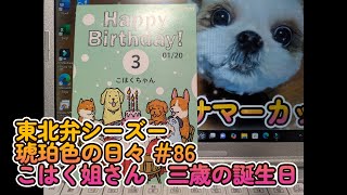 【東北弁シーズー】#86　こはくが誕生日を迎えました。