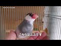 【スマホとコザクラインコ】と桜文鳥