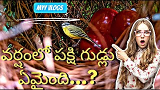 వర్షంలో పక్షి గుడ్లు.... ఏమైంది...? Bird's Nest in Rain