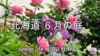 【ガーデニング】ベストシーズンの庭、夫が学ぶ庭の花、バラ・花木・宿根草、