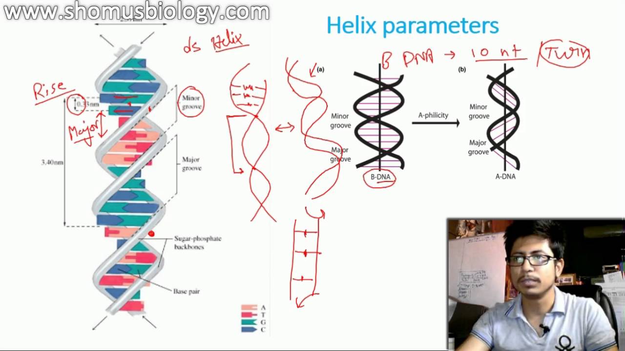 Difference Between A DNA, B DNA And Z DNA - YouTube