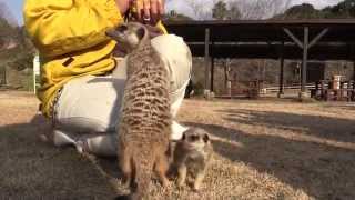 突然出会える!？自由なミーアキャット家族 A Meerkat family is free-living.