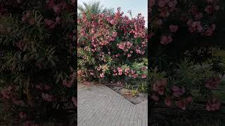 Nerium oleander, oleander or nerium, is a shrub or small tree