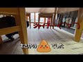 【閲覧注意】ブチギレてウンチをお漏らしした猫