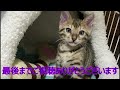 【閲覧注意】ブチギレてウンチをお漏らしした猫