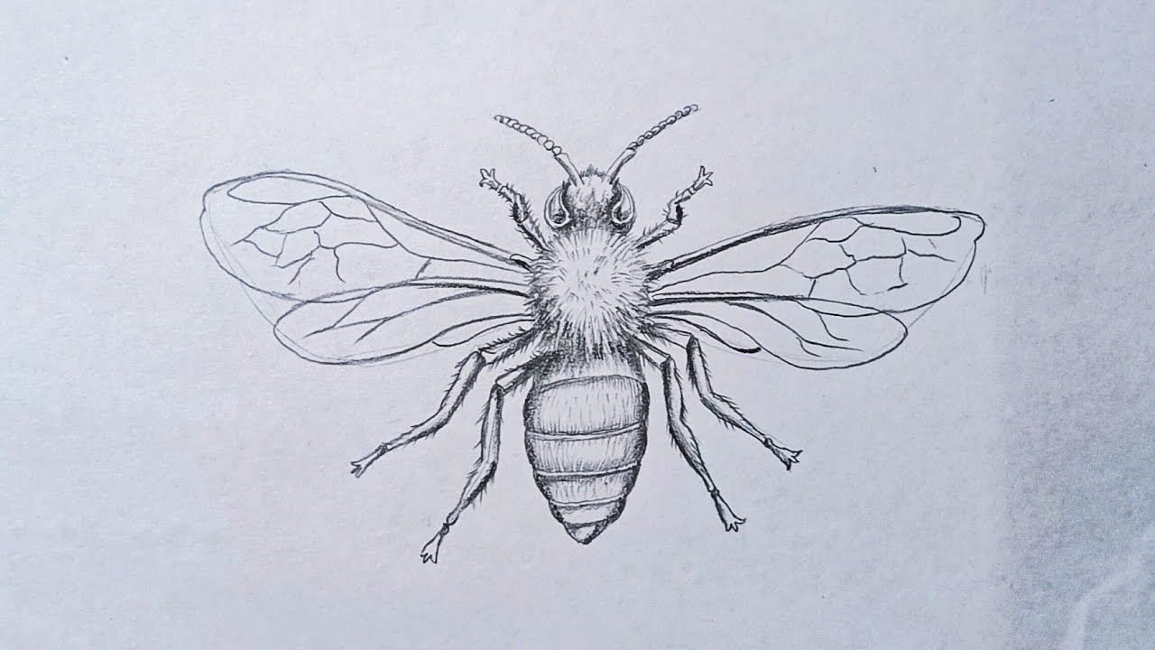 How To Draw A Honey Bee | Drawing For Beginners | Step By Step - YouTube