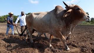 Juchitan, Oaxaca y sus sembradores con yunta de buey.