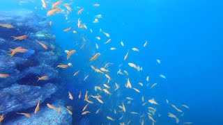 魚影が濃い！ 逗子葉山 ダイビング School of fish | Diving at Zushi Hayama Kanagawa