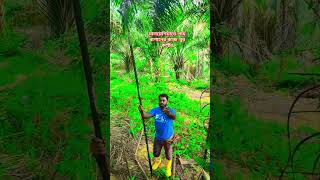 মালয়েশিয়াতে পাম বাগানের কাজ খুব কষ্টের #reelsvideo #malasiya