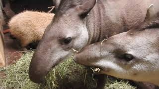 もぐもぐブラジルバク　Lowland tapir　2017 1231