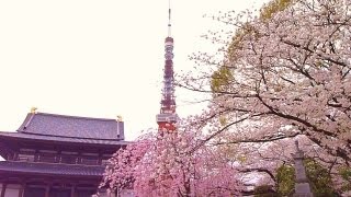 東京タワーと桜  ～増上寺から