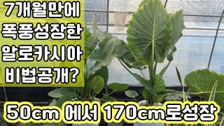 사람키만한 알로카시아 폭풍성장 팁 7개월만에 150~170cm 만들기