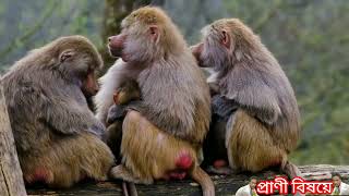 monkey love /monkey /বাঁদরের আচার আচরণ /