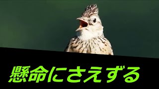 ヒバリ　渾身のさえずり 。　　囀り　捕食　セグロセキレイ　囀鳴　鳴き声