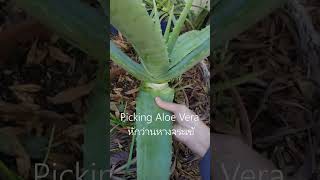 หักว่านหางจระเข้ พืชสมุนไพรเพื่อสุขภาพประจำบ้าน Picking Aloe Vera