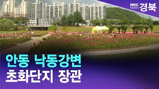 안동 낙동강변 초화단지 장관 / 안동MBC