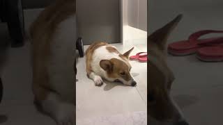 パパが好きすぎるコーギーさん　/ A corgi loves his Dad too much　#corgi #youtubeshorts#Shorts