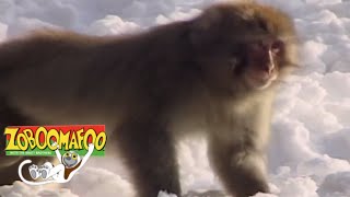 Zoboomafoo 108 - Snowday | HD | Full Episode