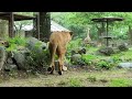 【ライオン】【愛媛県立とべ動物園】クレイ、ファンサービス中でも雨が降るとバックヤードへ！