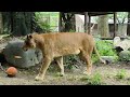 【ライオン】【愛媛県立とべ動物園】クレイ、ファンサービス中でも雨が降るとバックヤードへ！