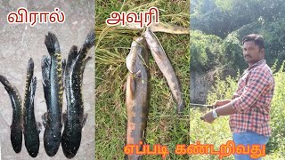 அவுரி மீன் விரால் மீன் என்ன வேறுபாடு? how to find out viral and avuri fish(sneakhead)