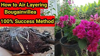 Easy Way to Root Bougainvillea Stem Cuttings | ബൊഗൈൻവില്ല എളുപ്പത്തിൽ വേര് പിടിക്കാൻ