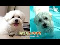 이 친구는 제목이 딱히 필요없지요 ㅇㅈ ㅣ do you remember the giant dog insists that he s a maltese