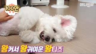 이 친구는 제목이 딱히 필요없지요 ㅇㅈ? ㅣ Do You Remember The Giant Dog, Insists That He's A Maltese?