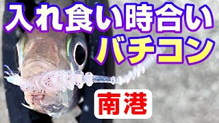 【陸式バチコンアジング】アジ入れ食い時合いとサビキ釣り状況【大阪南港魚つり園】