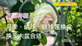 院子养花：花园种植分享！月季、绣球、铁线莲换盆，换多大花盆为合适？隐月的小日子