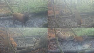 Końcówka rykowiska 2022. Piękny 14-stak z chmarą. Leśne spa.  #big #deer #bulldeer  #rut